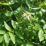 Nasturtium microphyllum ഇല