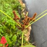 Cyperus ligularis Flor