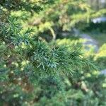 Juniperus squamata पत्ता