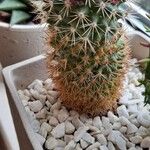 Mammillaria standleyiLeaf