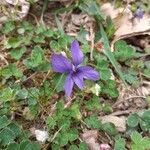 Viola pyrenaica Õis