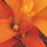 Guzmania spp. Blüte