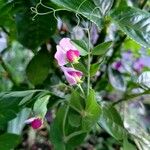 Lathyrus oleraceus Folla