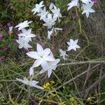 Leucocoryne alliacea Flower