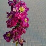 Matthiola incana പുഷ്പം