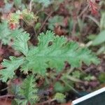 Pelargonium multicaule ᱥᱟᱠᱟᱢ