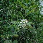 Citrus × aurantiifolia Květ