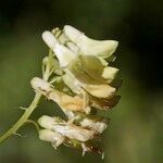 Vicia pisiformis Blüte