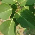 Syringa reticulataFolha