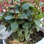 Kalanchoe manginii Лист