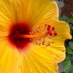 Hibiscus ovalifolius Цветок