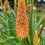 Kniphofia uvaria花