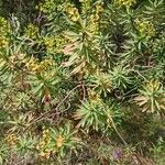 Euphorbia dendroides പുഷ്പം