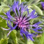 Centaurea montanaFlower