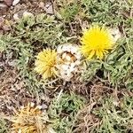 Centaurea toletana Flower