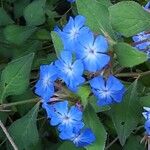 Ceratostigma willmottianum Blüte