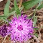 Centaurea nigraFlor