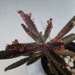 Kalanchoe × houghtonii Лист