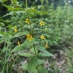 Lysimachia quadrifolia 葉