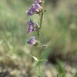 Penstemon secundiflorus অভ্যাস