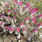 Echium albicans Blomst