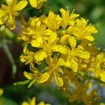 Descurainia tanacetifolia Fleur