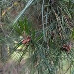 Pinus radiata Fruit