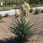 Yucca schidigera Floare