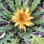 Carlina acanthifoliaFloare