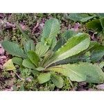 Lactuca virosa Blatt