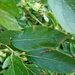 Styrax argenteus Leaf