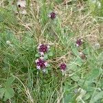 Thymus praecoxFlower