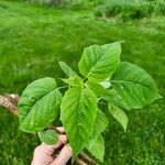 Circaea canadensis Yaprak