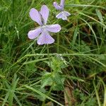 Viola cornuta आदत