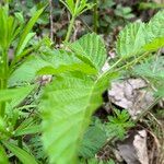 Rubus caesiusLeaf