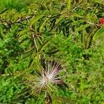 Calliandra brevipes Λουλούδι