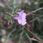 Clinopodium grandiflorumFlower