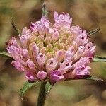 Scabiosa atropurpurea Flors