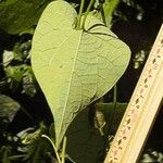 Aristolochia gorgona Foglia