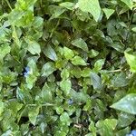 Commelina diffusa Hoja