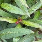 Asclepias curassavica Leaf