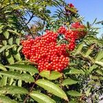 Sorbus americana Vaisius