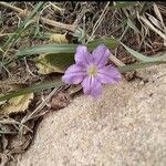 Ruellia humilis Kvet