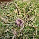 Carlina acaulisFlower