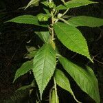 Acalypha apodanthes List