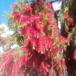 Callistemon viminalis (Sol. ex Gaertn.) G.Don花