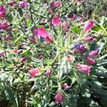 Echium creticum Flower
