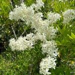 Clematis flammula Blad