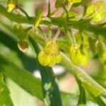 Lepidium densiflorum Owoc