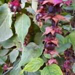 Leycesteria formosa Frucht